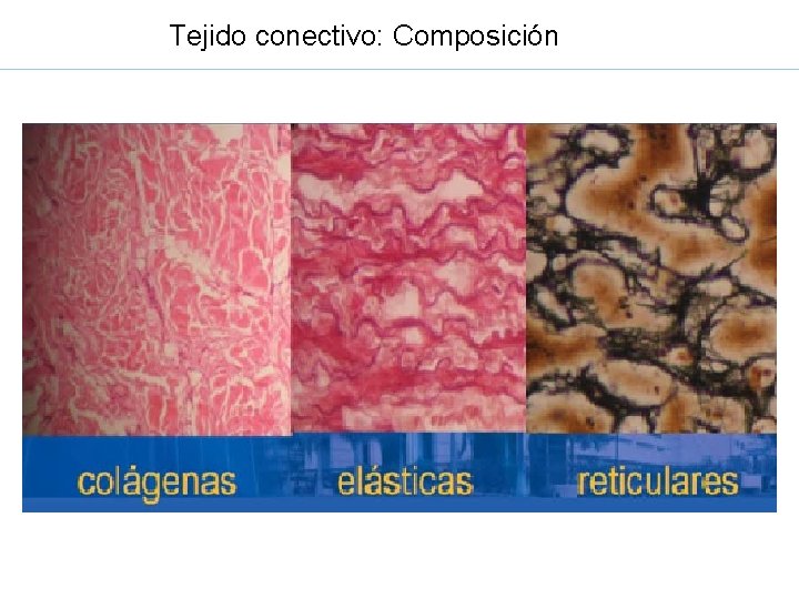 Tejido conectivo: Composición 