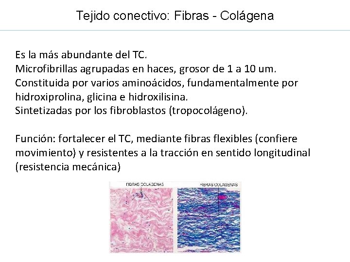 Tejido conectivo: Fibras - Colágena Es la más abundante del TC. Microfibrillas agrupadas en