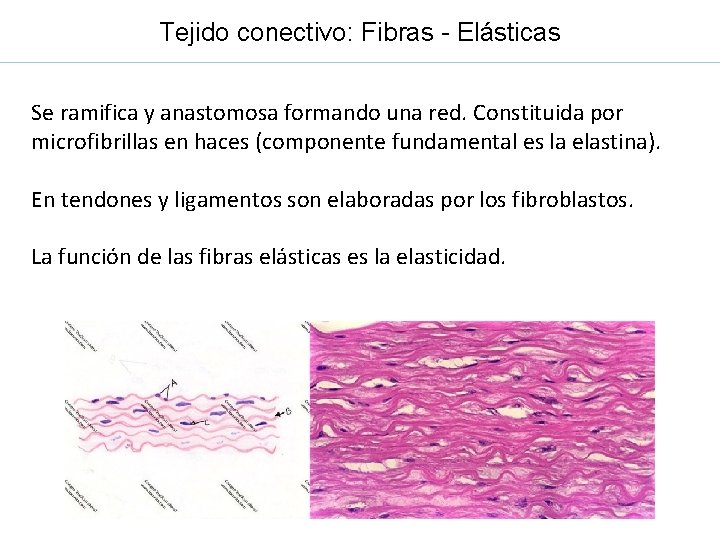 Tejido conectivo: Fibras - Elásticas Se ramifica y anastomosa formando una red. Constituida por