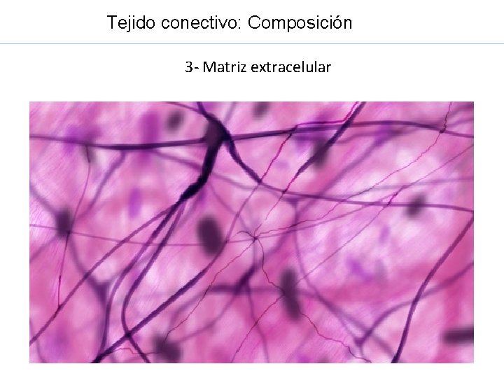 Tejido conectivo: Composición 3 - Matriz extracelular 