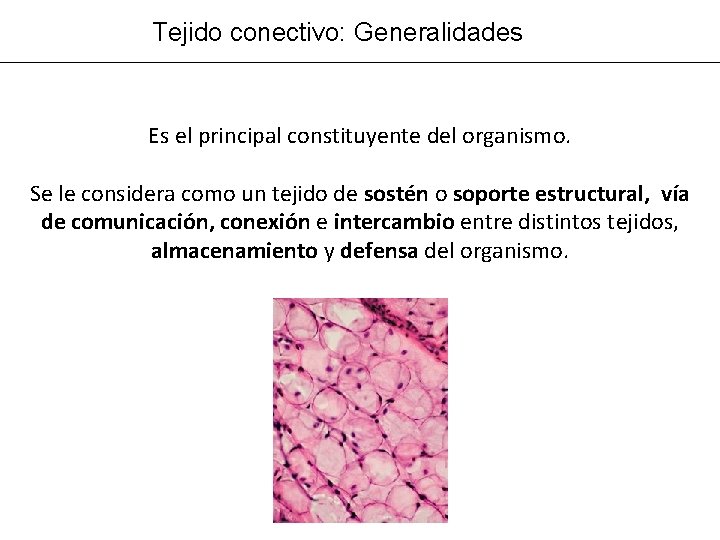 Tejido conectivo: Generalidades Es el principal constituyente del organismo. Se le considera como un