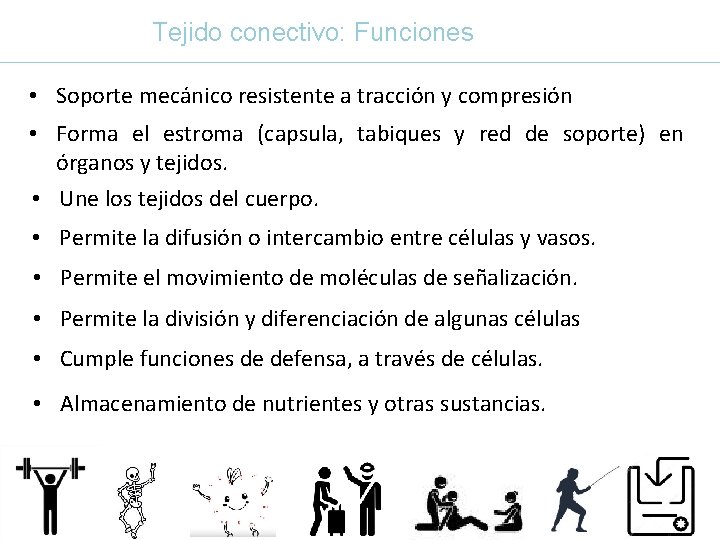 Tejido conectivo: Funciones • Soporte mecánico resistente a tracción y compresión • Forma el