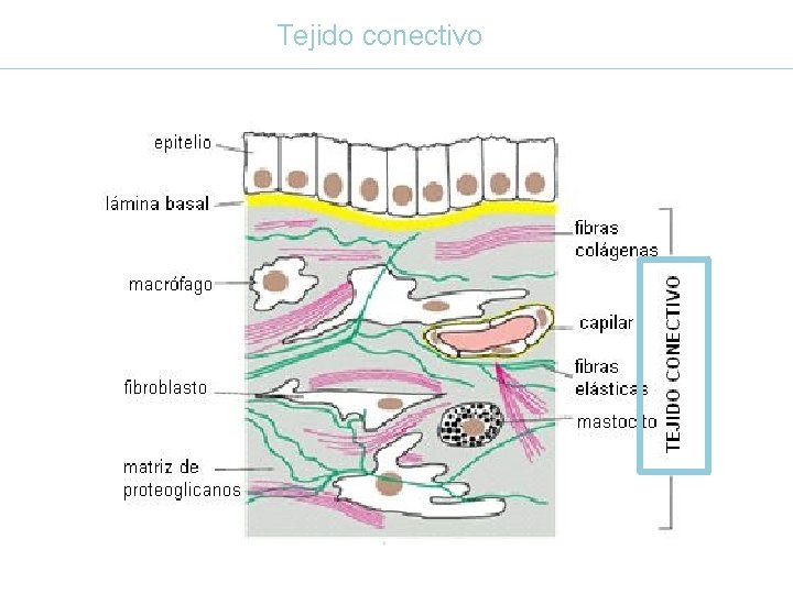 Tejido conectivo 