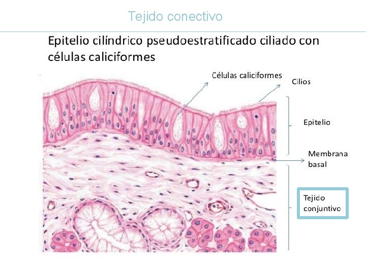 Tejido conectivo 