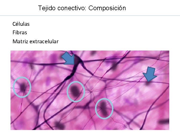 Tejido conectivo: Composición Células Fibras Matriz extracelular 
