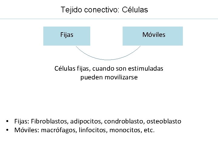Tejido conectivo: Células Fijas Móviles Células fijas, cuando son estimuladas pueden movilizarse • Fijas:
