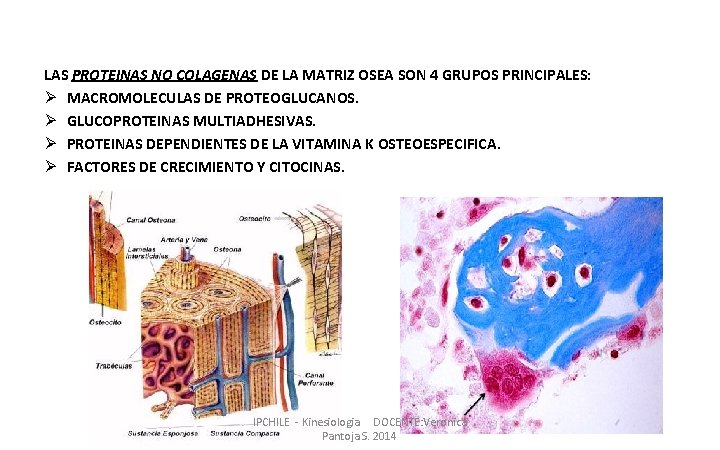 LAS PROTEINAS NO COLAGENAS DE LA MATRIZ OSEA SON 4 GRUPOS PRINCIPALES: Ø MACROMOLECULAS