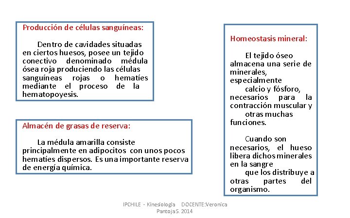 Producción de células sanguíneas: Dentro de cavidades situadas en ciertos huesos, posee un tejido