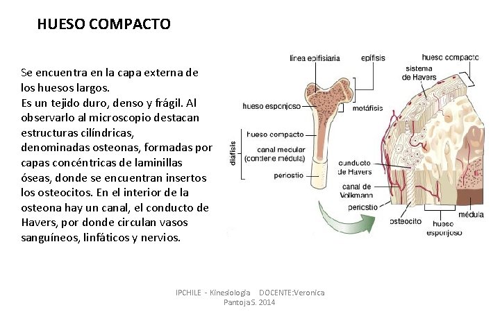 HUESO COMPACTO Se encuentra en la capa externa de los huesos largos. Es un