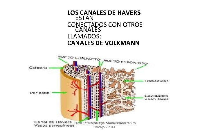 LOS CANALES DE HAVERS ESTÁN CONECTADOS CON OTROS CANALES LLAMADOS: CANALES DE VOLKMANN IPCHILE