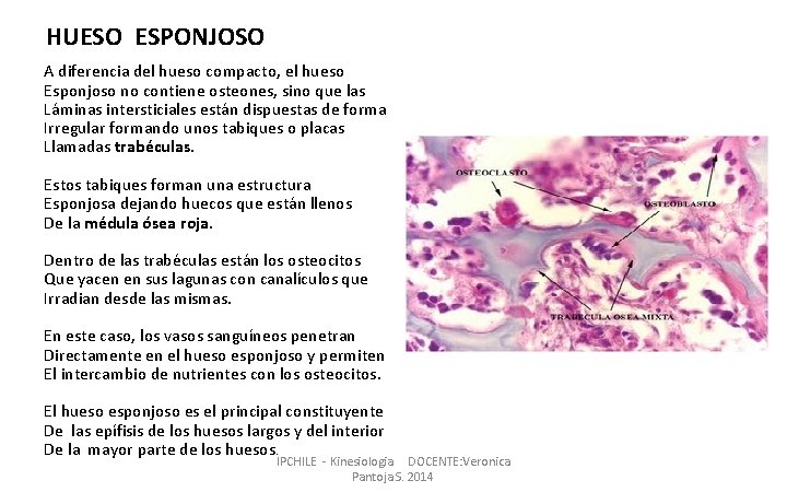 HUESO ESPONJOSO A diferencia del hueso compacto, el hueso Esponjoso no contiene osteones, sino