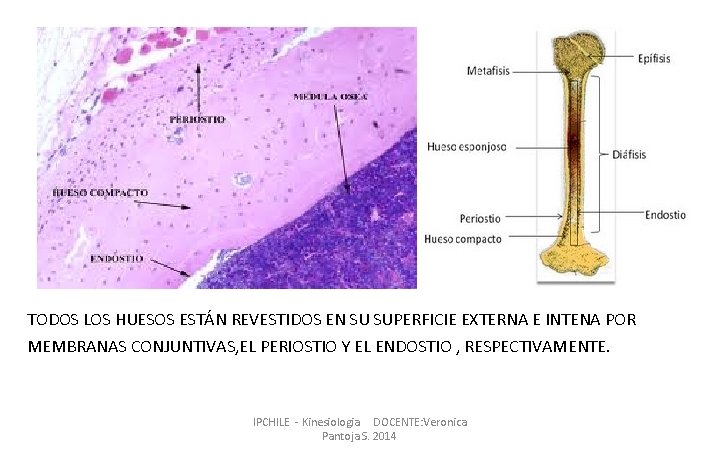 TODOS LOS HUESOS ESTÁN REVESTIDOS EN SU SUPERFICIE EXTERNA E INTENA POR MEMBRANAS CONJUNTIVAS,