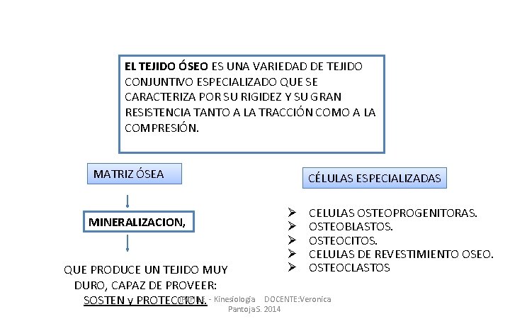 EL TEJIDO ÓSEO ES UNA VARIEDAD DE TEJIDO CONJUNTIVO ESPECIALIZADO QUE SE CARACTERIZA POR