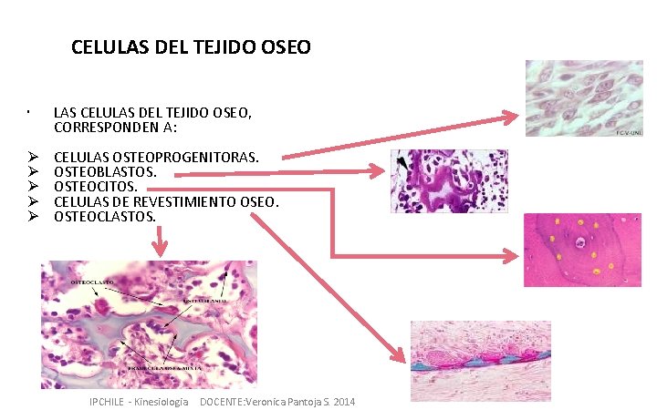 CELULAS DEL TEJIDO OSEO LAS CELULAS DEL TEJIDO OSEO, CORRESPONDEN A: Ø Ø Ø