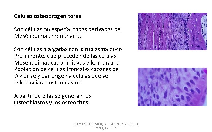 Células osteoprogenitoras: Son células no especializadas derivadas del Mesénquima embrionario. Son células alargadas con
