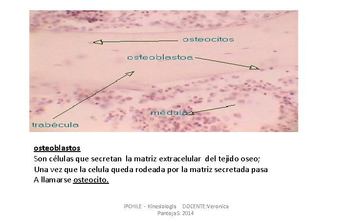 osteoblastos Son células que secretan la matriz extracelular del tejido oseo; Una vez que