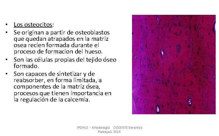  • Los osteocitos: • Se originan a partir de osteoblastos quedan atrapados en