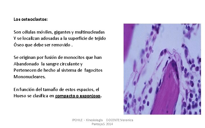 Los osteoclastos: Son células móviles, gigantes y multinucleadas Y se localizan adosadas a la