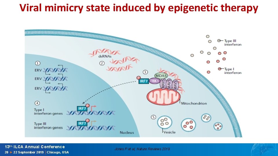 Viral mimicry state induced by epigenetic therapy 13 th ILCA Annual Conference 20 ►