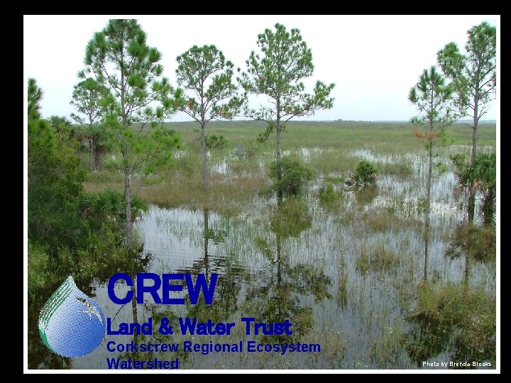 CREW Land & Water Trust Corkscrew Regional Ecosystem Watershed Photo by Brenda Brooks 