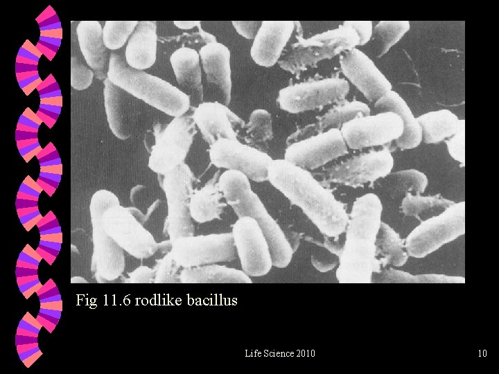 Fig 11. 6 rodlike bacillus Life Science 2010 10 