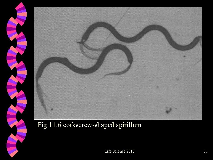 Fig. 11. 6 corkscrew-shaped spirillum Life Science 2010 11 