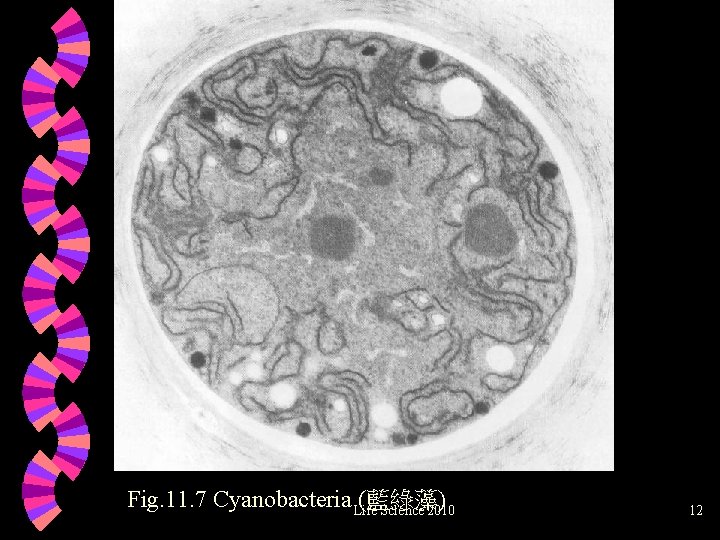 Fig. 11. 7 Cyanobacteria Life (藍綠藻) Science 2010 12 