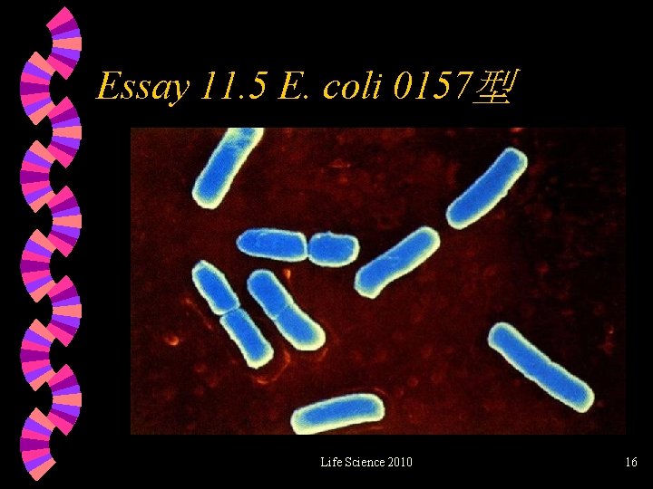 Essay 11. 5 E. coli 0157型 Life Science 2010 16 