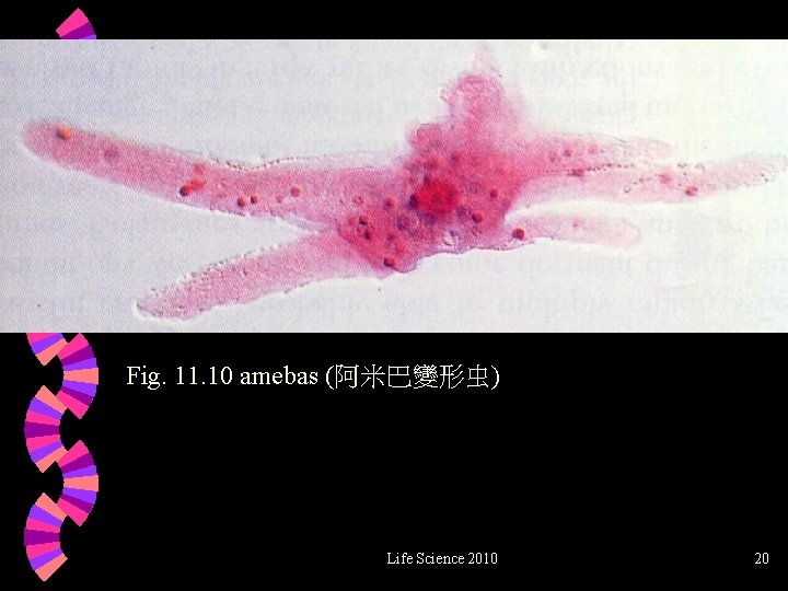 Fig. 11. 10 amebas (阿米巴變形虫) Life Science 2010 20 