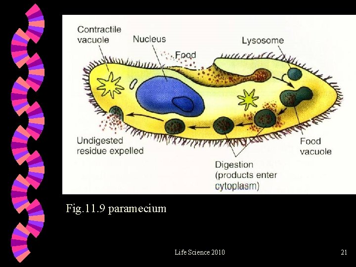 Fig. 11. 9 paramecium Life Science 2010 21 