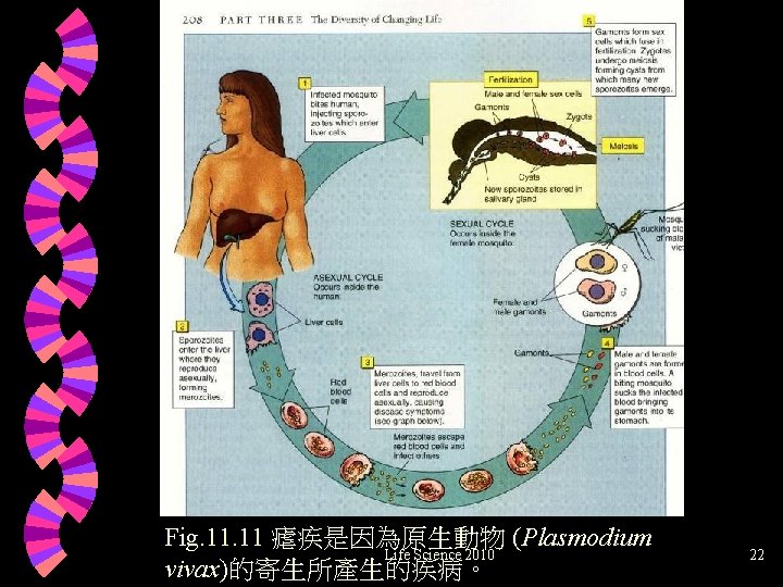 Fig. 11 瘧疾是因為原生動物 (Plasmodium Life Science 2010 vivax)的寄生所產生的疾病。 22 