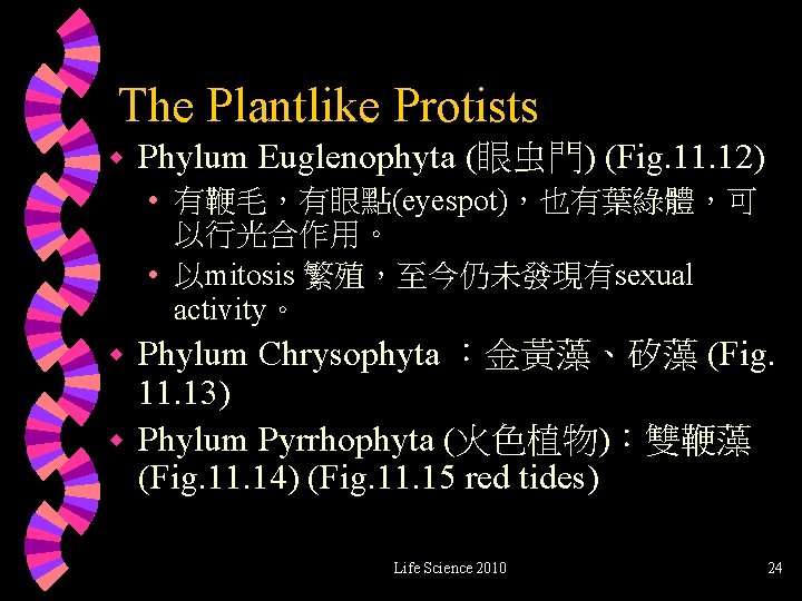 The Plantlike Protists w Phylum Euglenophyta (眼虫門) (Fig. 11. 12) • 有鞭毛，有眼點(eyespot)，也有葉綠體，可 以行光合作用。 •