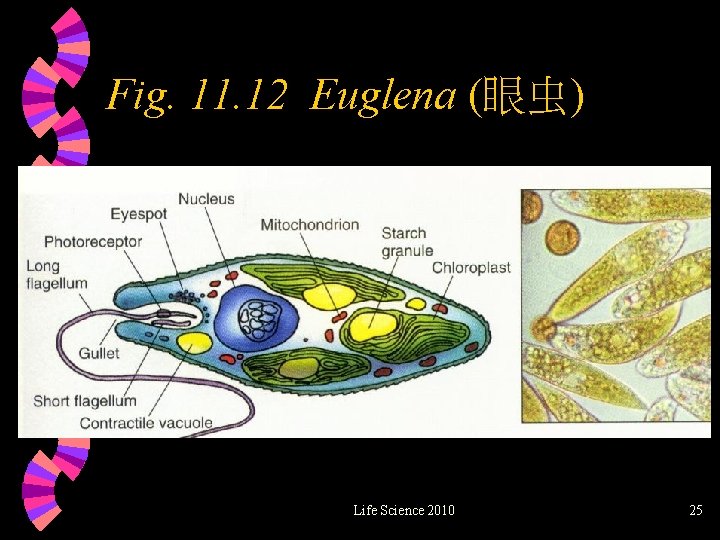 Fig. 11. 12 Euglena (眼虫) Life Science 2010 25 