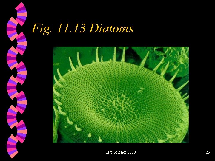 Fig. 11. 13 Diatoms Life Science 2010 26 