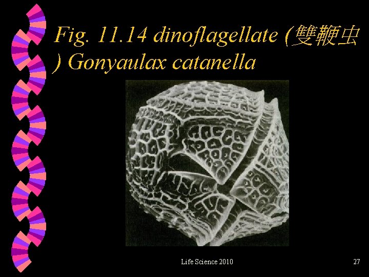 Fig. 11. 14 dinoflagellate (雙鞭虫 ) Gonyaulax catanella Life Science 2010 27 