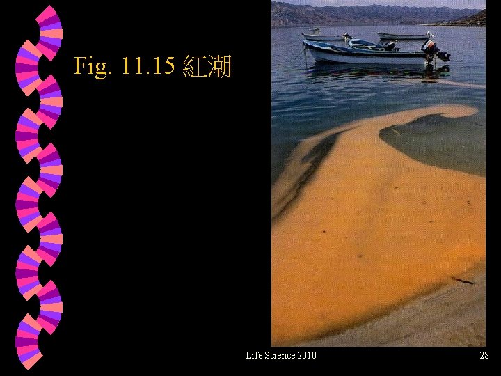 Fig. 11. 15 紅潮 Life Science 2010 28 