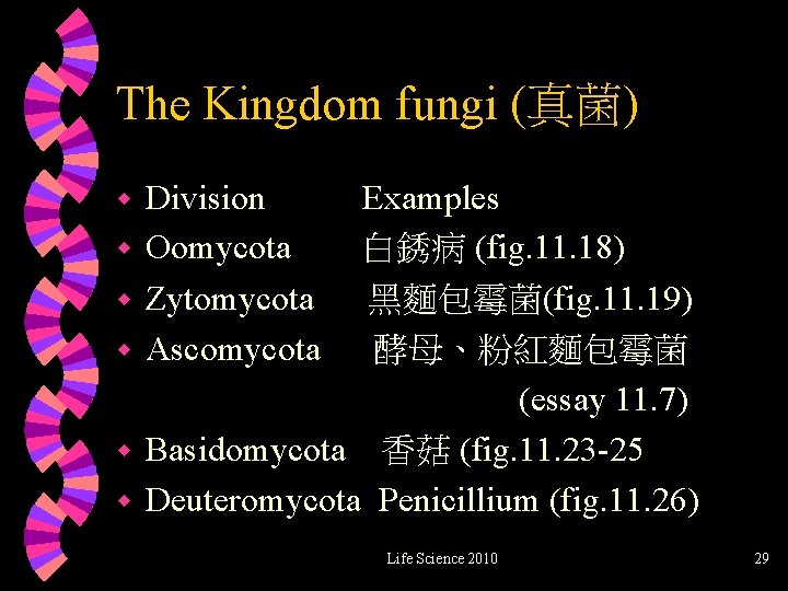 The Kingdom fungi (真菌) Division w Oomycota w Zytomycota w Ascomycota Examples 白銹病 (fig.