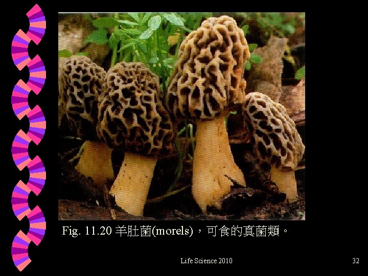 Fig. 11. 20 羊肚菌(morels)，可食的真菌類。 Life Science 2010 32 