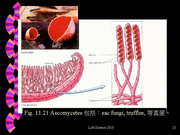 Fig. 11. 21 Ascomycetes 包括：sac fungi, truffles, 等真菌。 Life Science 2010 33 