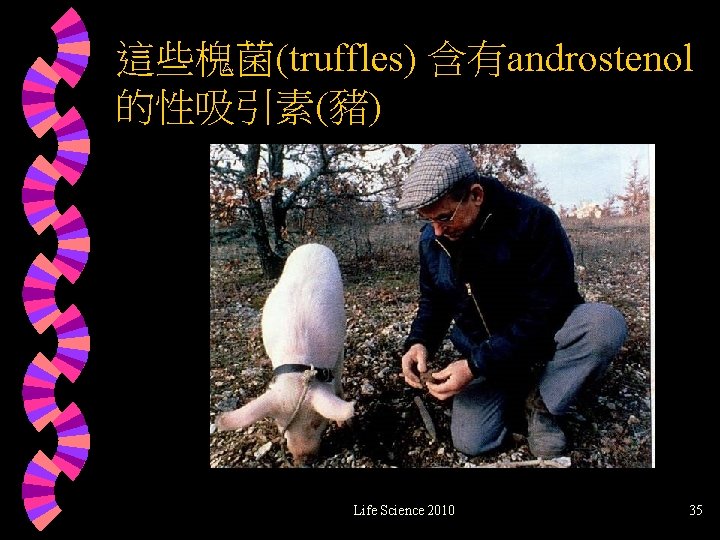 這些槐菌(truffles) 含有androstenol 的性吸引素(豬) Life Science 2010 35 