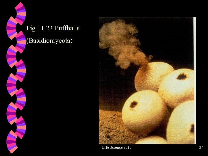 Fig. 11. 23 Puffballs (Basidiomycota) Life Science 2010 37 