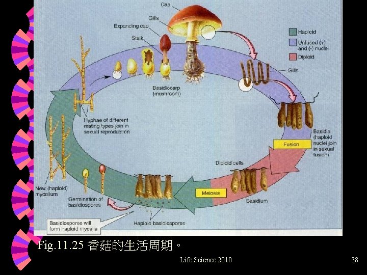 Fig. 11. 25 香菇的生活周期。 Life Science 2010 38 