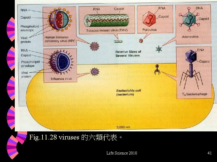 Fig. 11. 28 viruses 的六類代表。 Life Science 2010 41 