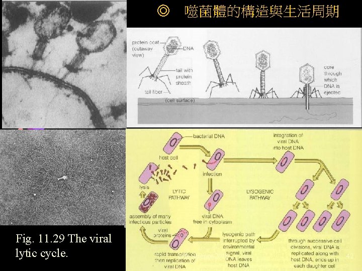 ◎ 噬菌體的構造與生活周期 Fig. 11. 29 The viral lytic cycle. Life Science 2010 42 