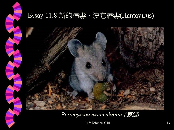 Essay 11. 8 新的病毒，漢它病毒(Hantavirus) Peromyscua maniculantus (鹿鼠) Life Science 2010 43 