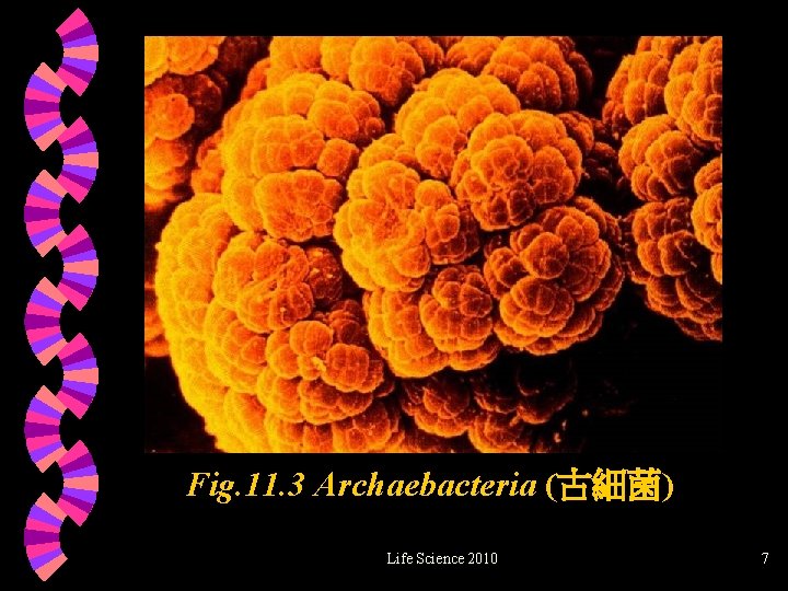 Fig. 11. 3 Archaebacteria (古細菌) Life Science 2010 7 