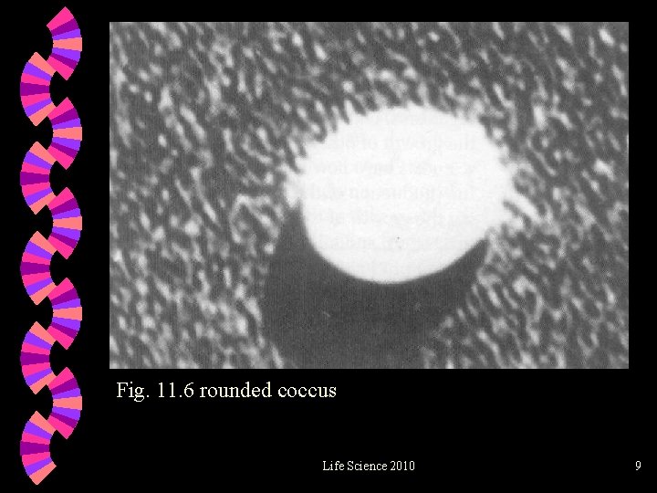 Fig. 11. 6 rounded coccus Life Science 2010 9 