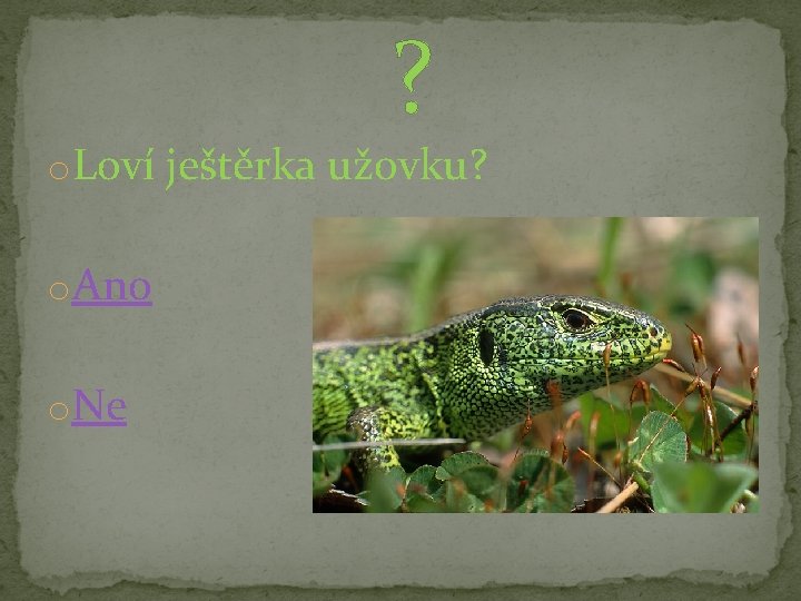 ? o. Loví ještěrka užovku? o. Ano o. Ne 