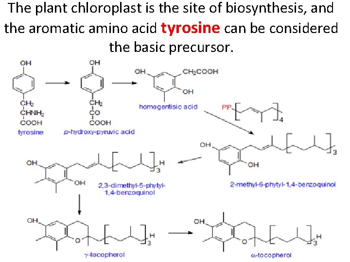 The plant chloroplast is the site of biosynthesis, and the aromatic amino acid tyrosine