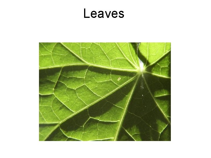 Leaves 